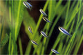 BLUE EMPEROR TETRA 3cm