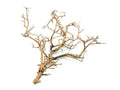 TINY RAMOUS WOOD 20-50cm