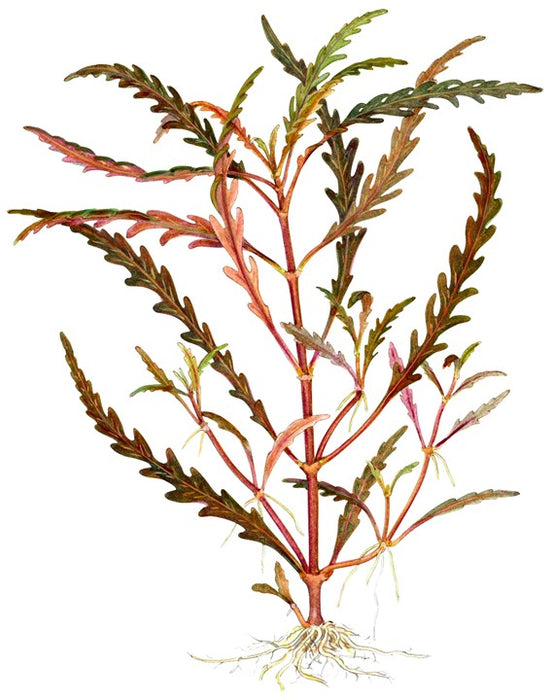 HYGROPHILA 'PINATIFIDA' POT PLANT