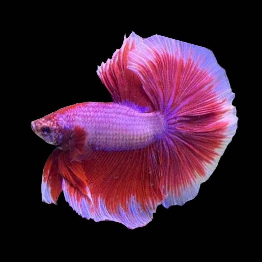 HALFMOON BUTTERFLY  BETTA