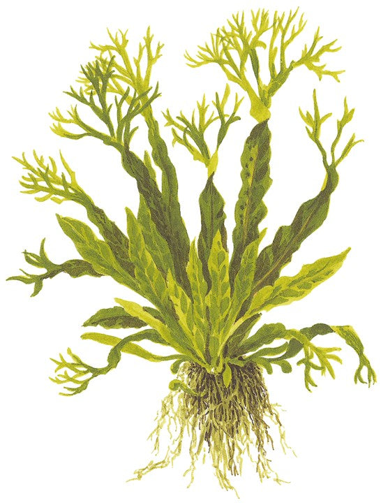 TROPICA MICROSORUM WINDELOV