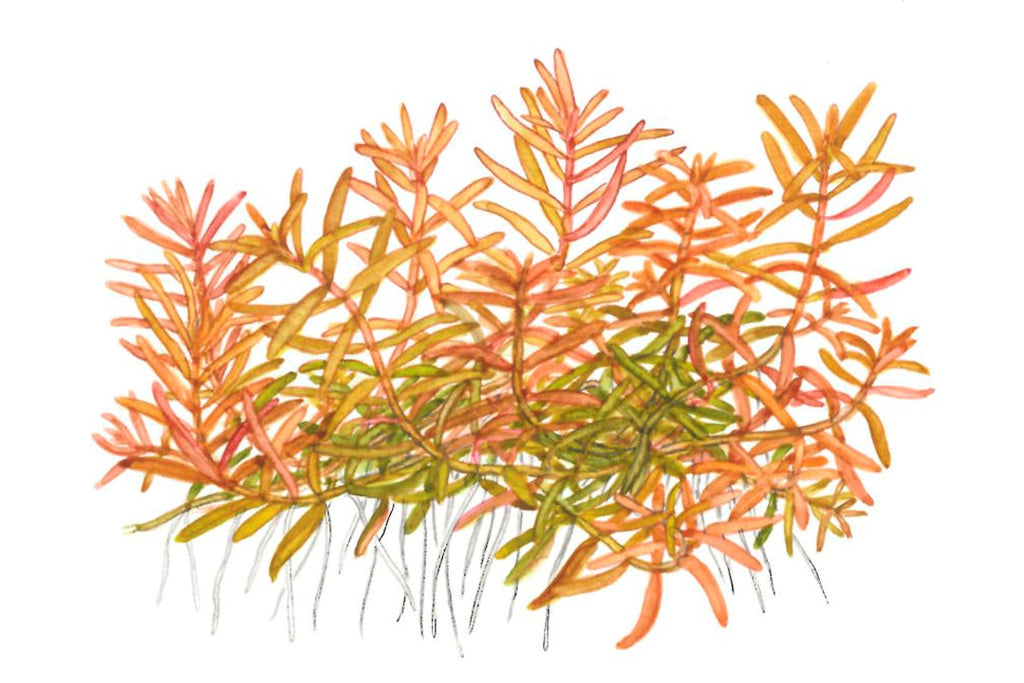TROPICA ROTALA ROTINDIFOLIA HRA