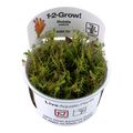 TROPICA ROTALA WALLICHII