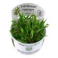 TROPICA CRYPTOCIRYNE WENDTII GREEN