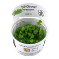 TROPICA HYDROCOTYLE TRIPARTITA