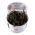 TROPICA HYGROPHILA LANCEA