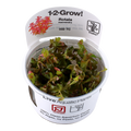 TROPICA ROTALA MACRANDRA