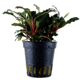 TROPICA BUCEPHALANDRA SP RED