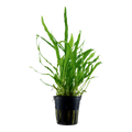 TROPICA MICROSORUM NARROW