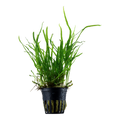 TROPICA MICROSORUM TRIDENT