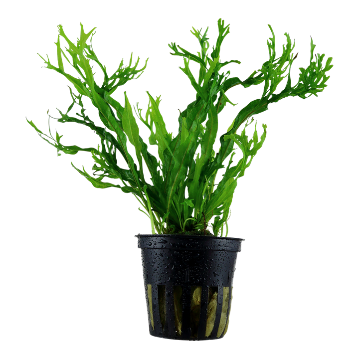 TROPICA MICROSORUM WINDELOV