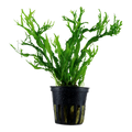 TROPICA MICROSORUM WINDELOV