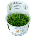 TROPICA ROTALA ROTUNDIFOLIA GREEN