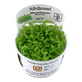 TROPICA MICRANTHEMUM MONTE CARLO