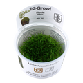 TROPICA RICCIA FLUITANS