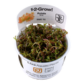 TROPICA ROTALA ROTUNDIFOLIA H'RA