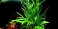 Tropica Microsorum pteropus 'Trident'