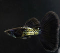 METAL BLACK SPECIAL GUPPY PAIR