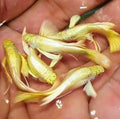 FULL GOLD RIBBON GUPPY PAIR