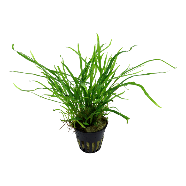 TROPICA MICROSORUM TRIDENT