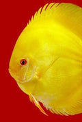 3F DISCUS SPECIAL PREMIUM MIX 95G