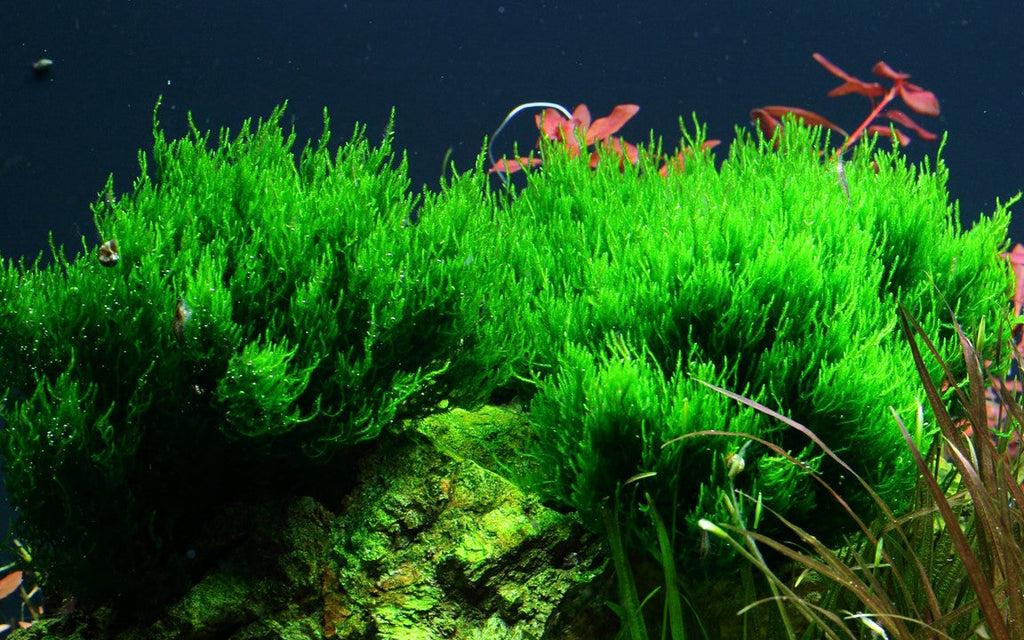 TROPICA TAXIPHYLLUM FLAME