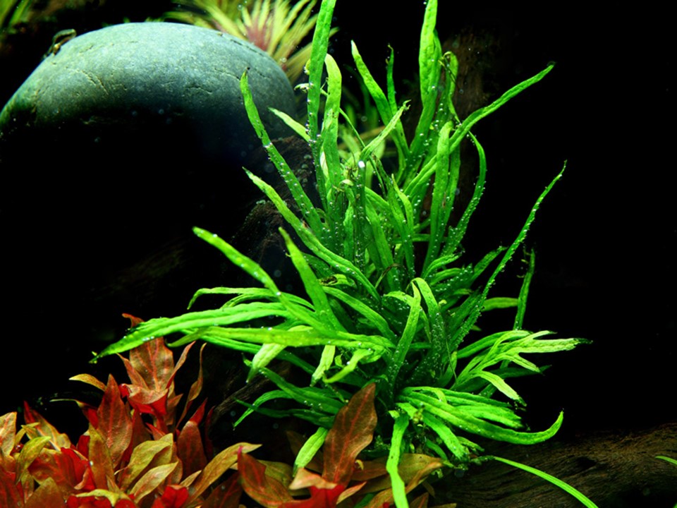 TROPICA MICROSORUM TRIDENT