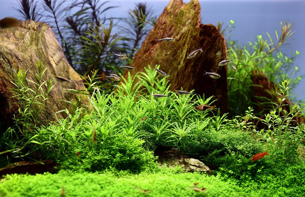 TROPICA POGOSTEMON HELFERI