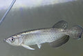 Pearl Arowana Fish 18cm pearl arowana Fish 25 cm