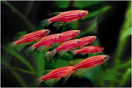 ZEBRA MIX 3CM