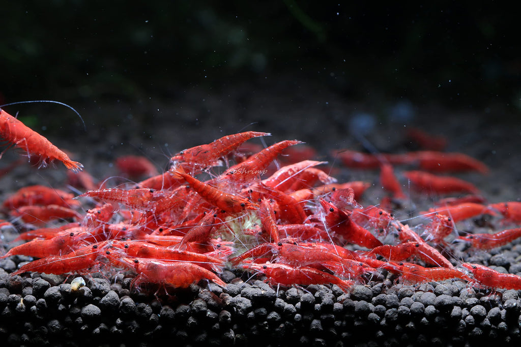 CHERRY RED SHRIMPS