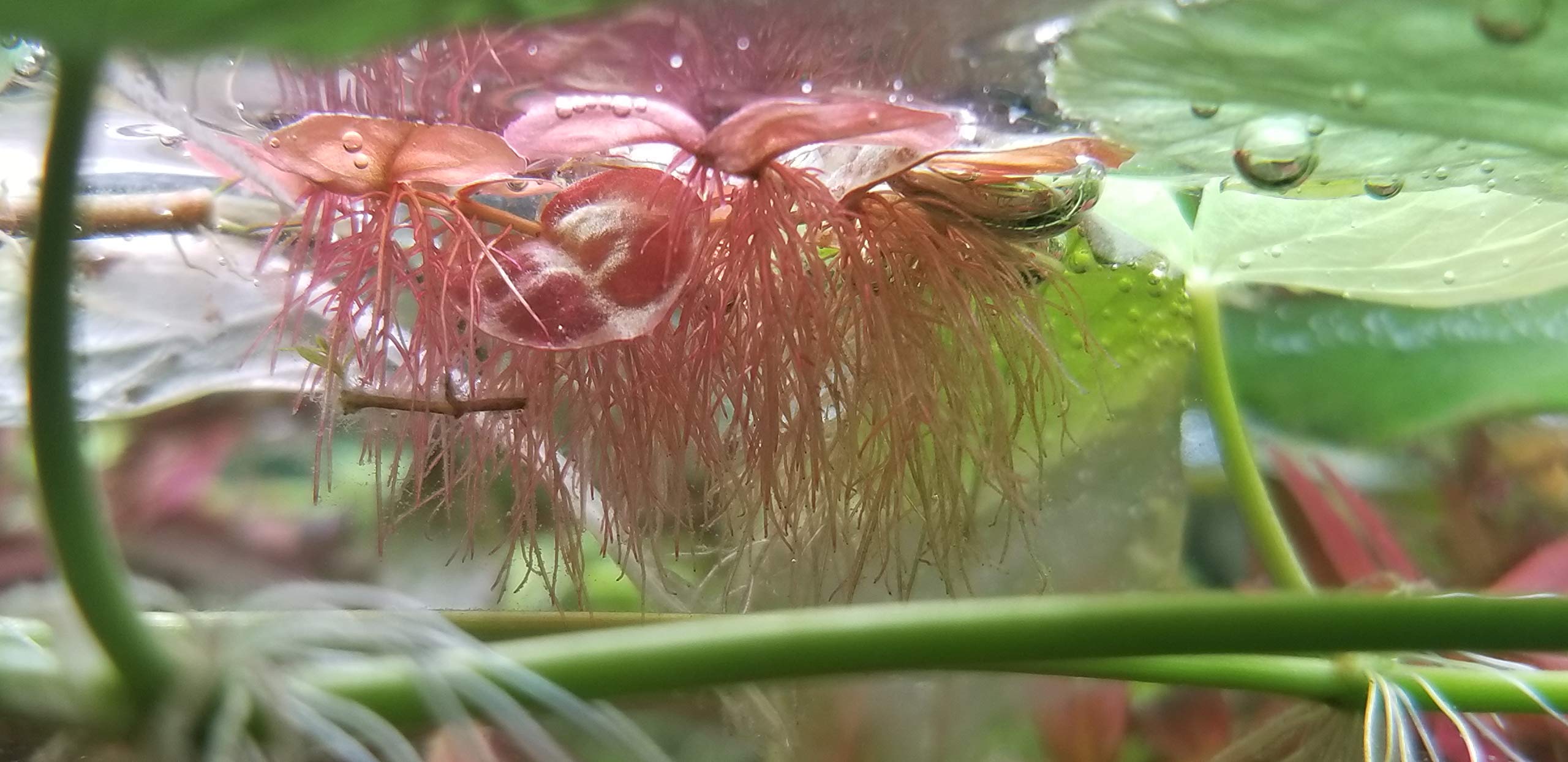 PHYLLANTHUS FLUITANS RED FLOATING PLANT