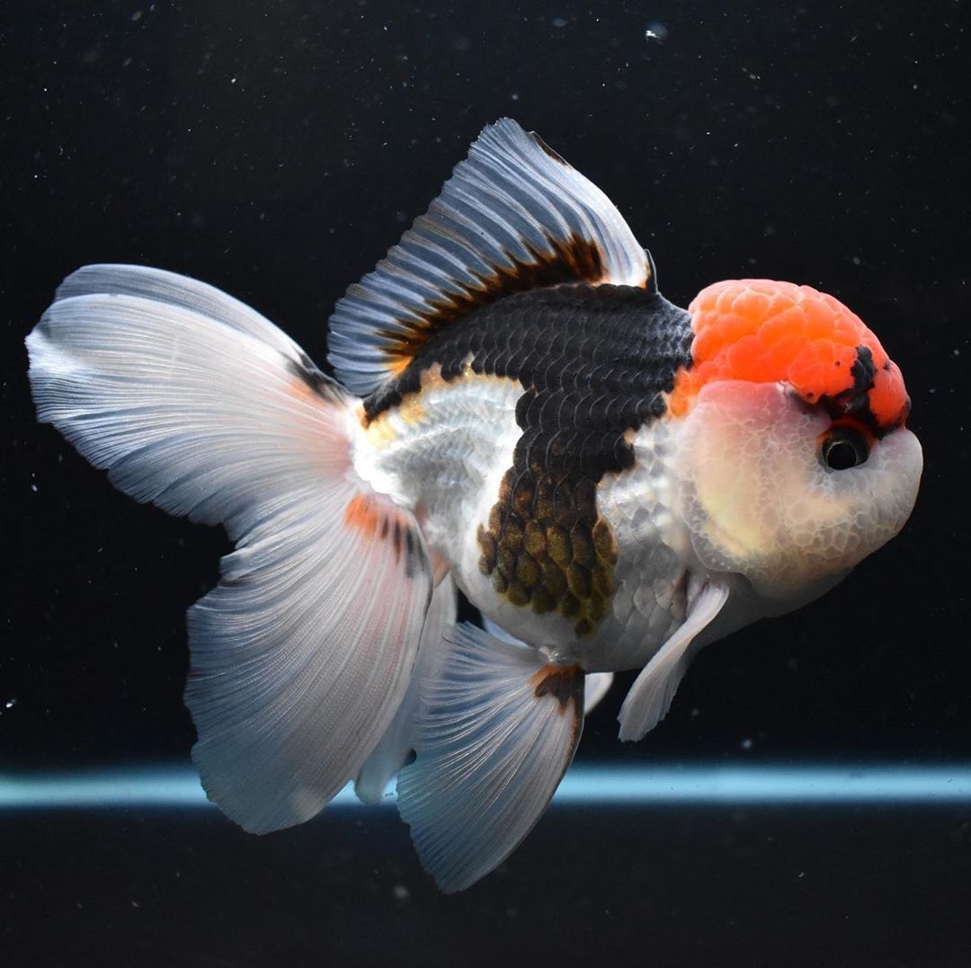 ORANDA TRI COLOR 7-8cm