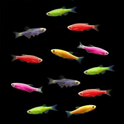 ZEBRA MIX 3CM