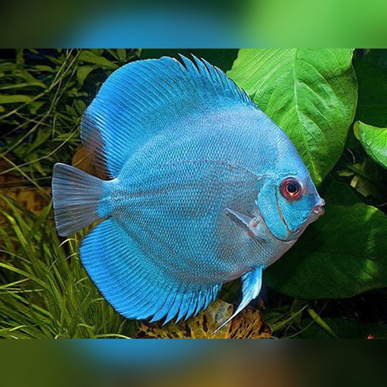 Discus Fish Mix 10cm
