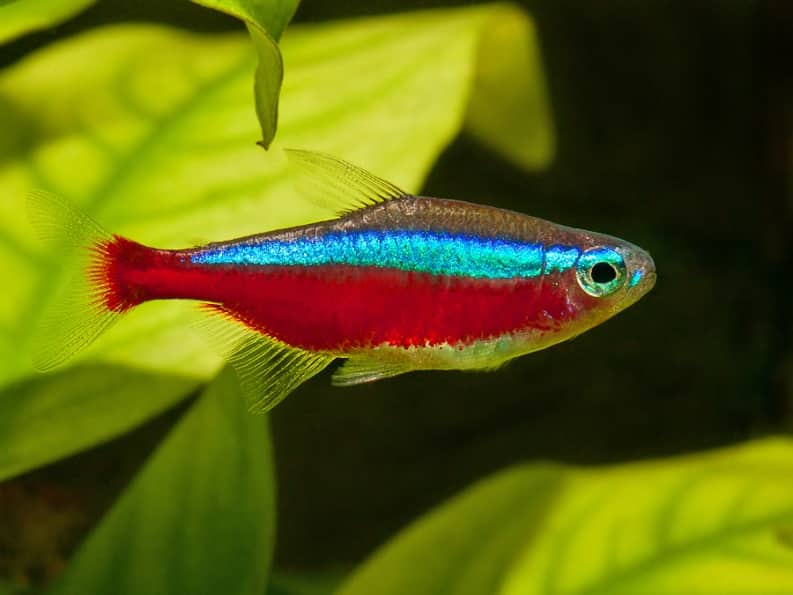 CARDINAL TETRA 2.CM