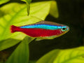 CARDINAL TETRA 2.CM
