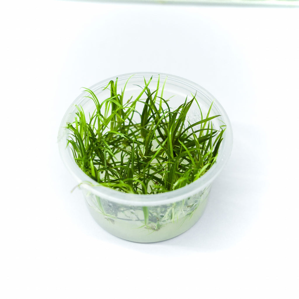 HELANTHIUM TENELLUM GREEN TISSUE CULTURE CUP PLANT