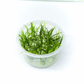 HELANTHIUM TENELLUM GREEN TISSUE CULTURE CUP PLANT