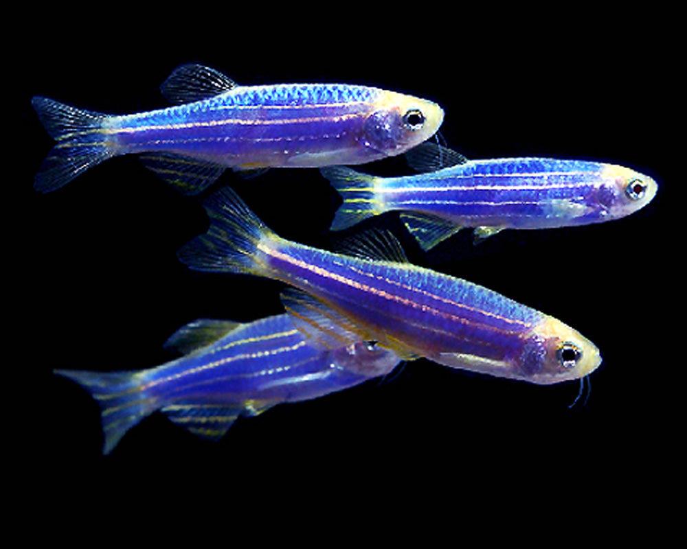 ZEBRA MIX 3CM