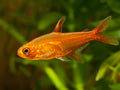 EMBER TETRA