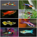 ENDLER GUPPY 2.5cm