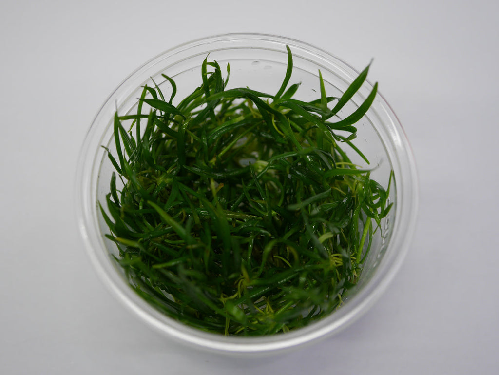 HELANTHIUM TENELLUM GREEN TISSUE CULTURE CUP PLANT