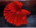 FULLMOON BETTA