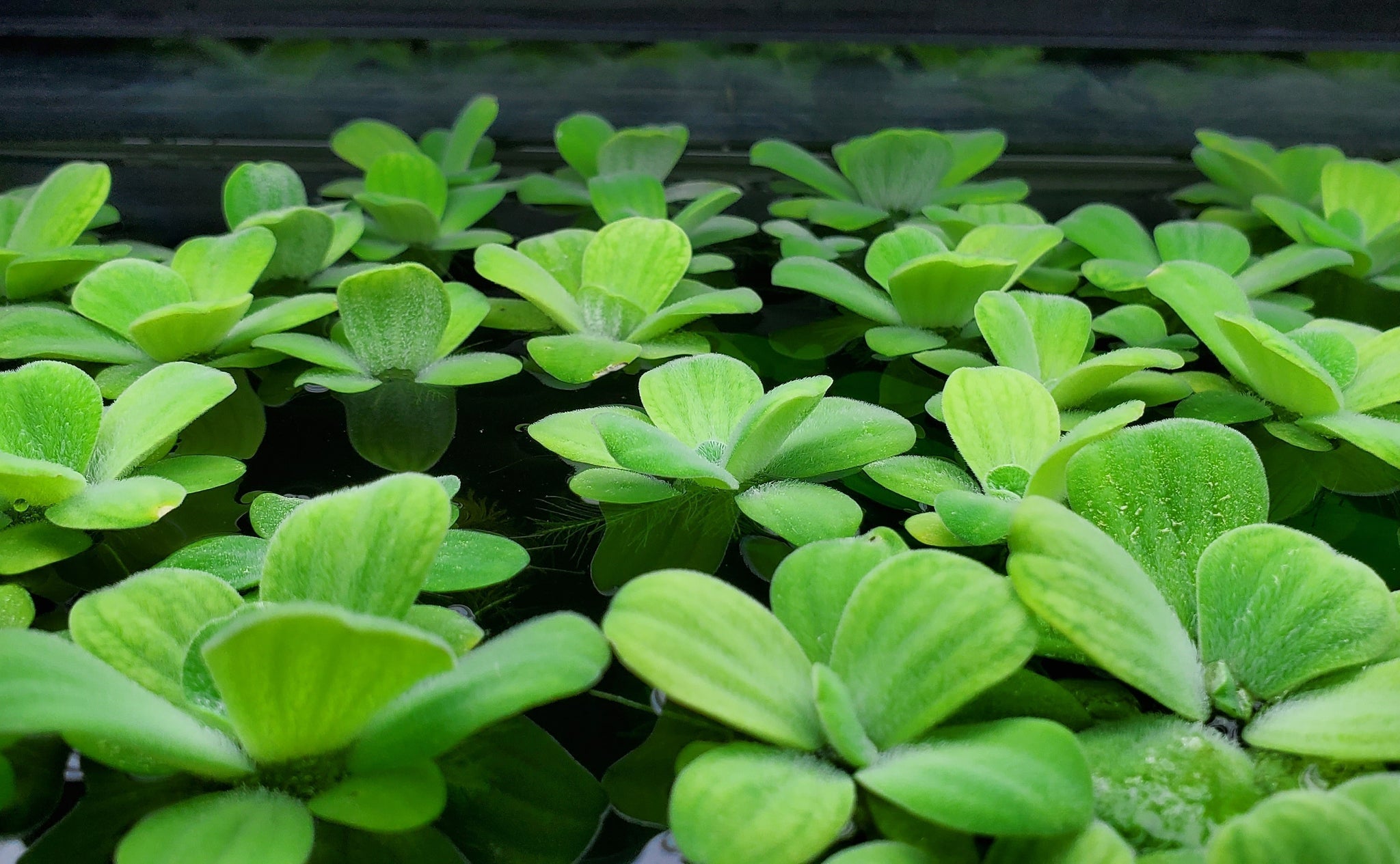 Dwarf Water Lettuce in Cup