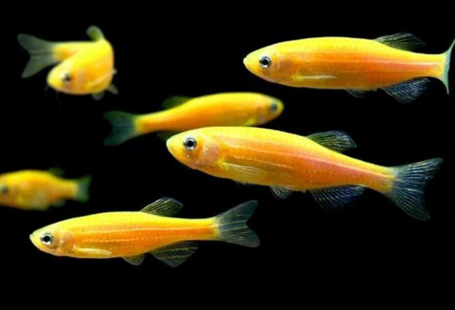 ZEBRA MIX 3CM