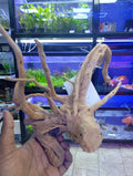 WOOD ROOT SMALL/ 21-30