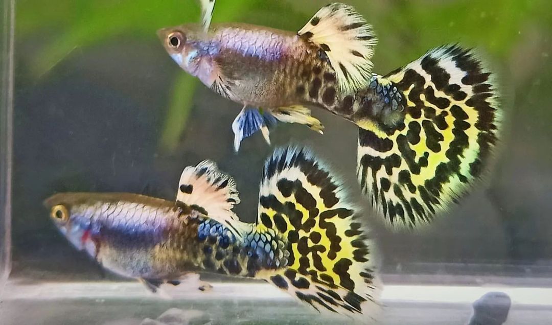 LEO PARD SPECIAL GUPPY PAIR