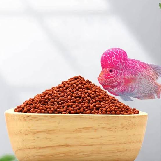 AIM EVER RED FLOWER HORN 100G