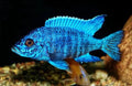 MALAWI CICHLID MIX 6-8cm